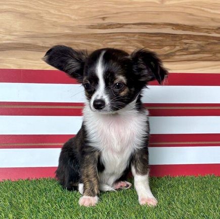 Chihuahua puppy for sale Kara