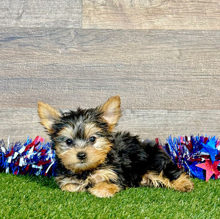 Yorkie puppy for sale Ross