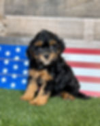 Cavapoo puppy for sale Emma