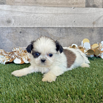 Shih-tzu puppy for sale Silas