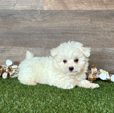 Maltese puppy for sale Maggie