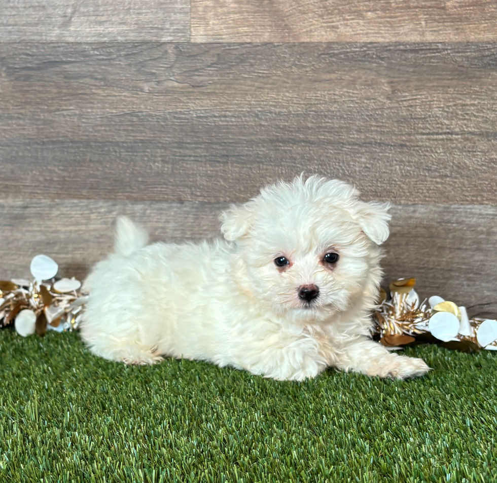 Maltese puppy for sale Maggie