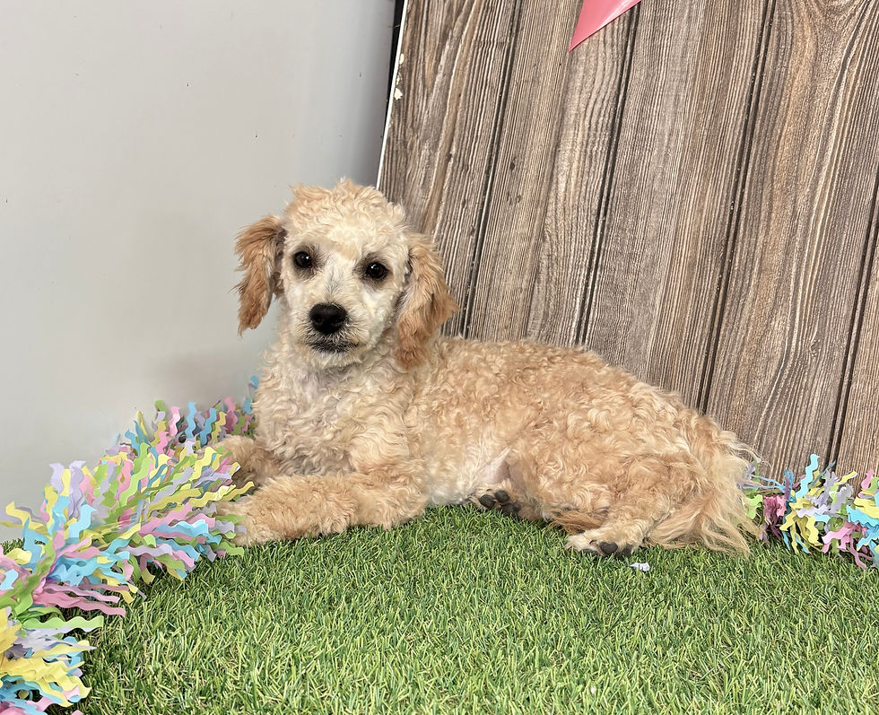 Poodle puppy for sale Georgia