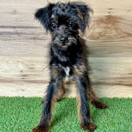Yorkipoo puppy for sale Ved