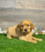 Golden Cavalier puppy for sale Navy