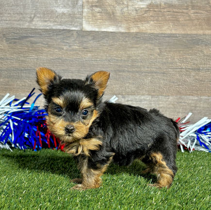 Yorkie puppy for sale Remi
