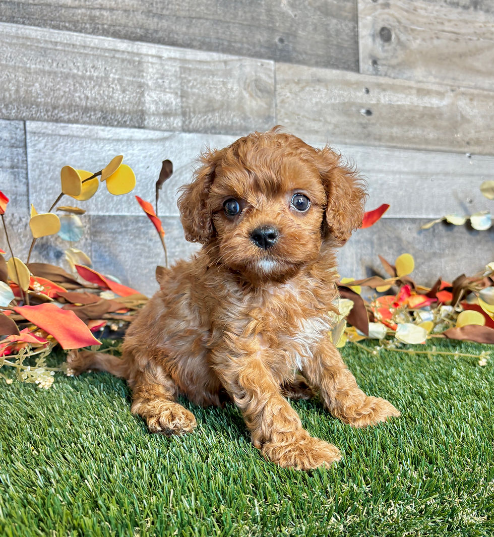 Cavapoo puppy for sale Dylan