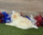 Maltipoo puppy for sale Mason