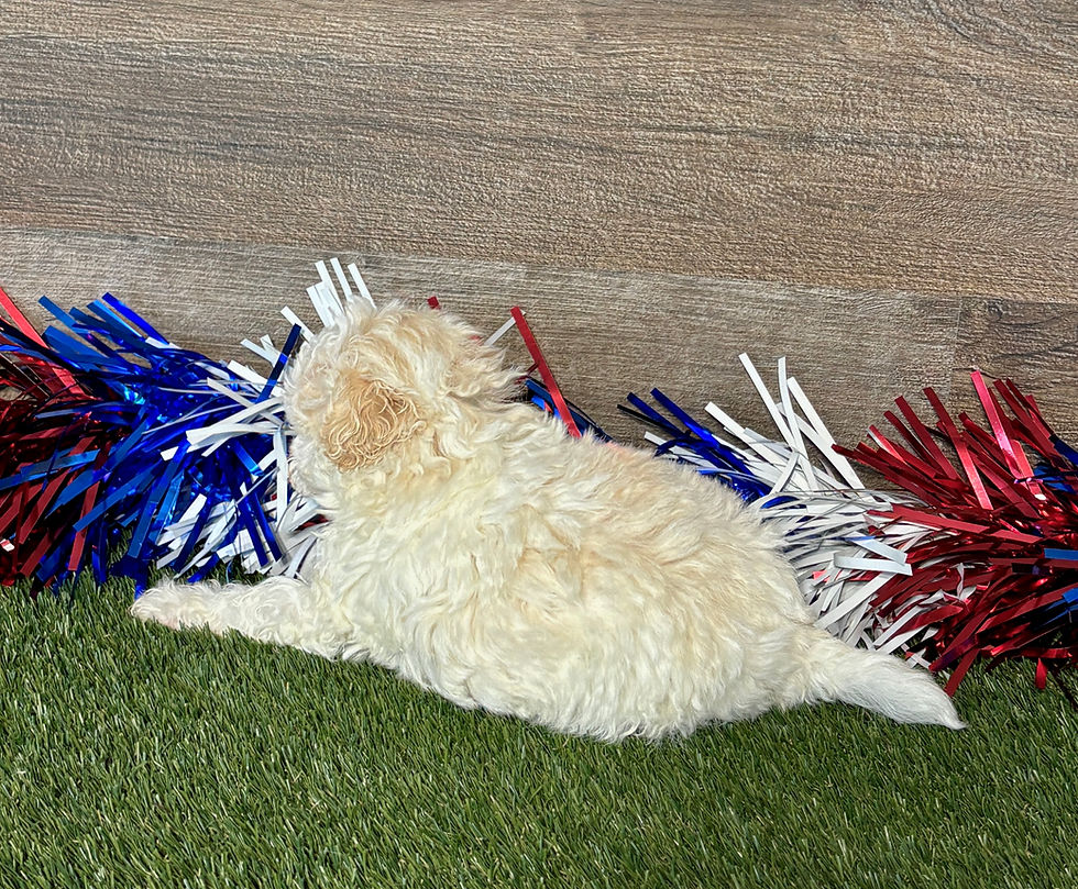Maltipoo puppy for sale Mason
