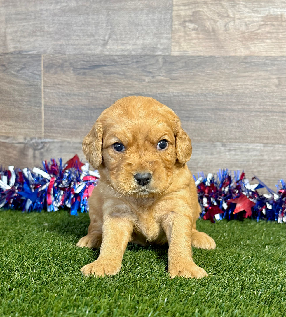Golden Cavalier puppy for sale Gage