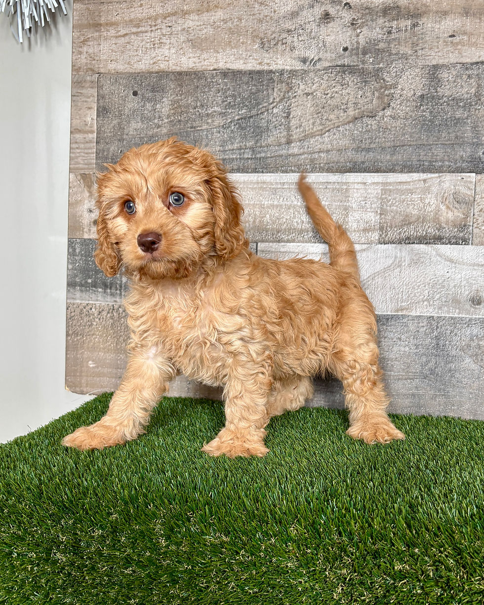 Cavapoo puppy for sale Bo