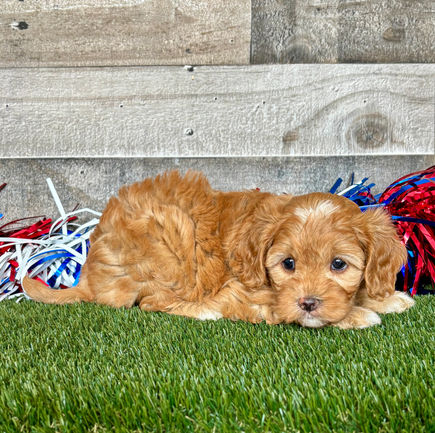 Cavapoo puppy for sale Dolly