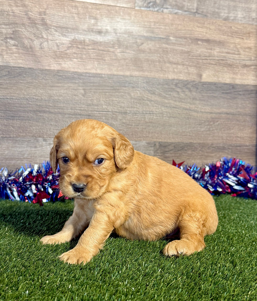 Golden Cavalier puppy for sale Gage