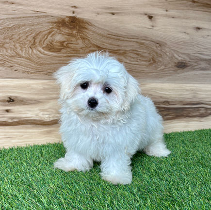 Maltese puppy for sale Max