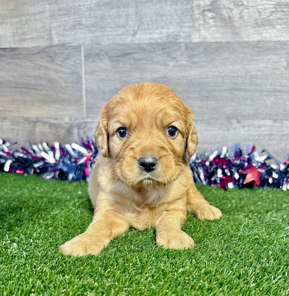 Golden Cavalier puppy for sale Griffen