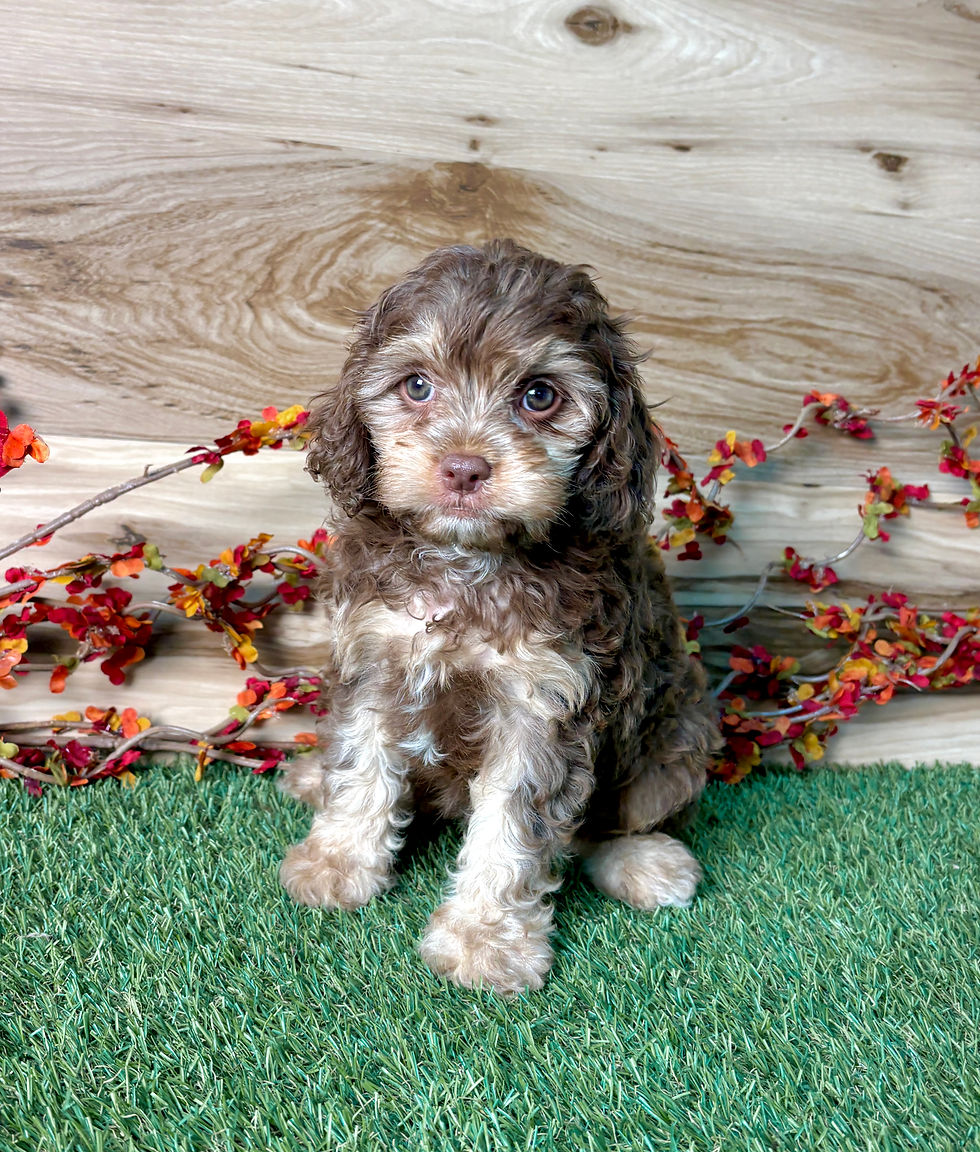Cavapoo puppy for sale Cesar