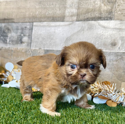 Shih-tzu puppy for sale Sierra
