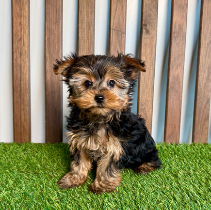 Yorkie puppy for sale