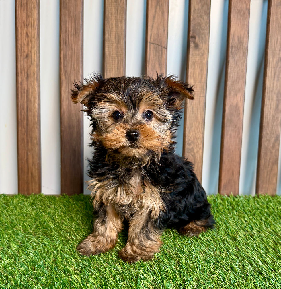 Yorkie puppy for sale