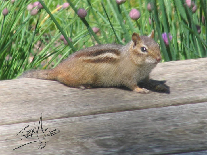 Chipmunk and Chives
