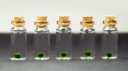 Marimo - small jars