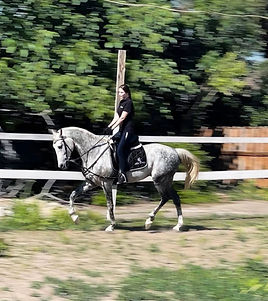верховая езда измаил, тренировки по верховой езде измаил, лошади броска, лошади измаил