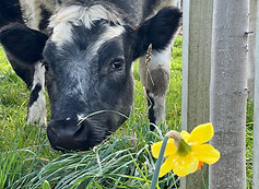 cow looking at daffodil
