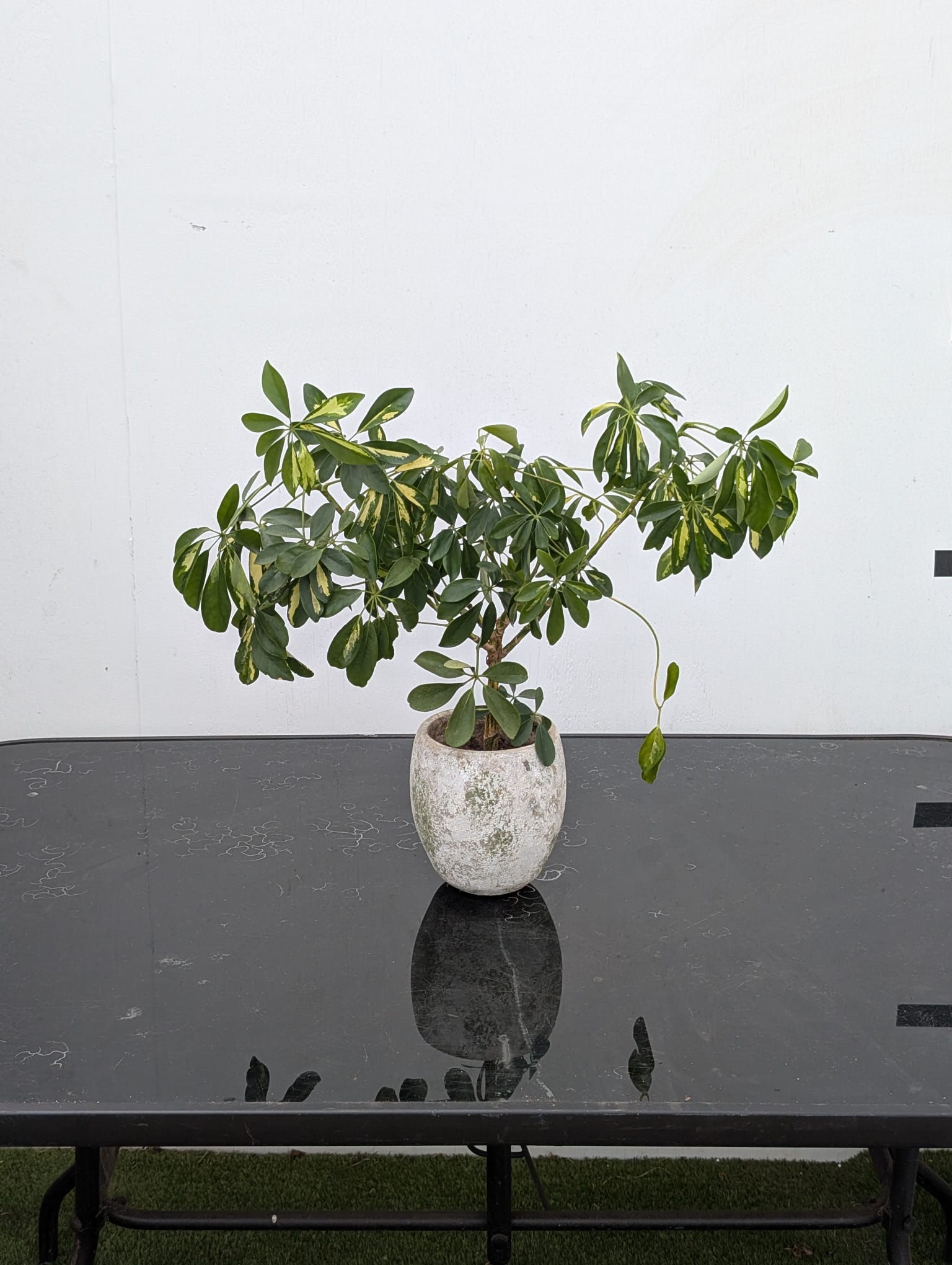 Umbrella Plant