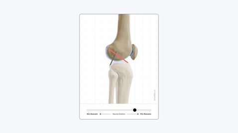 Cruciate ligament function