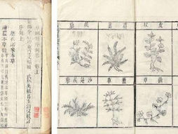 Historische Ursprünge und traditionelle Nutzung von Artemisia annua