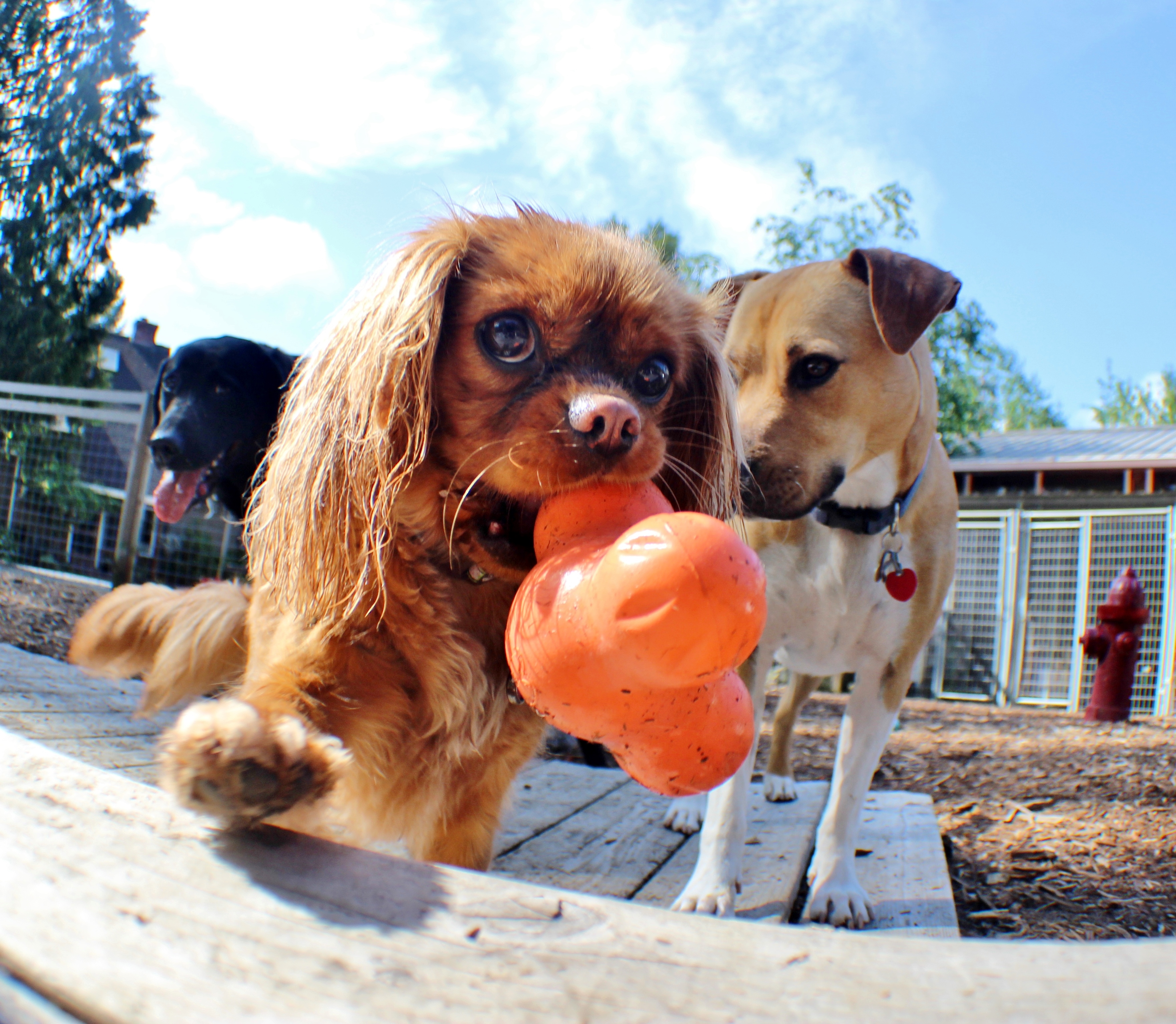 platypus sewing pattern