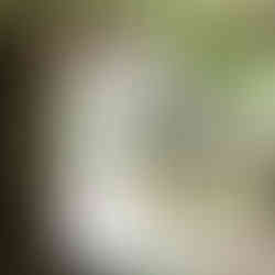 Bridal boutique Northern Ireland