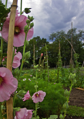 Food_earth_Lotus_Flowers_2012.jpg