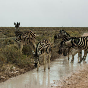 Etosha - Quando ir? Onde dormir? Onde comer?