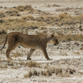 Etosha - Self Drive Safari Vs. Safari Organizado