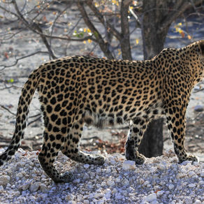 Os "Big" do Etosha