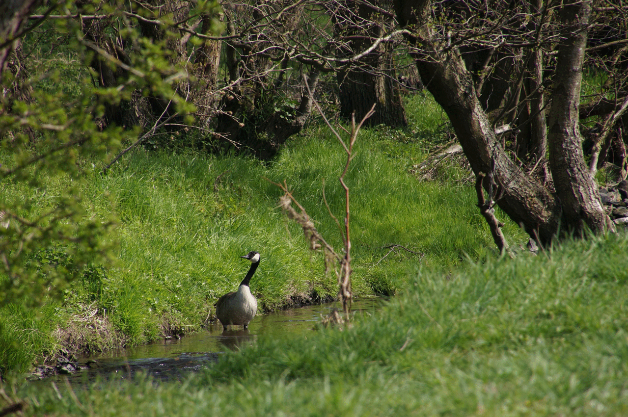 DSC05138.gif
