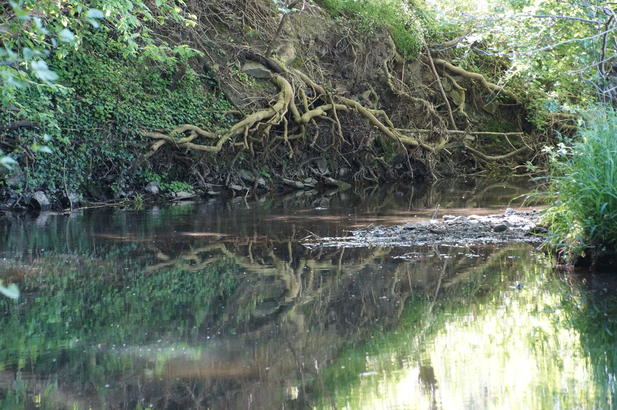 DSC05470.gif