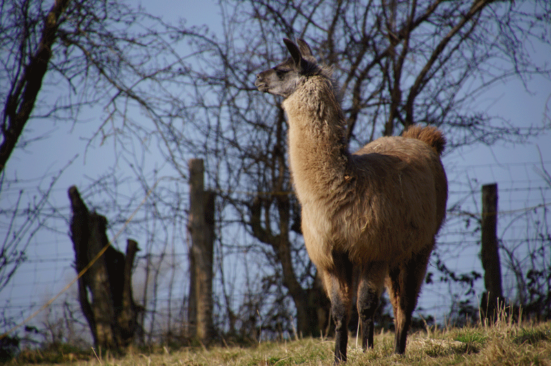 DSC04777.gif