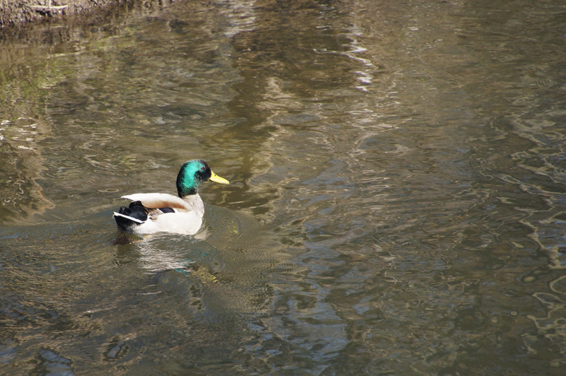 DSC04745(2).gif