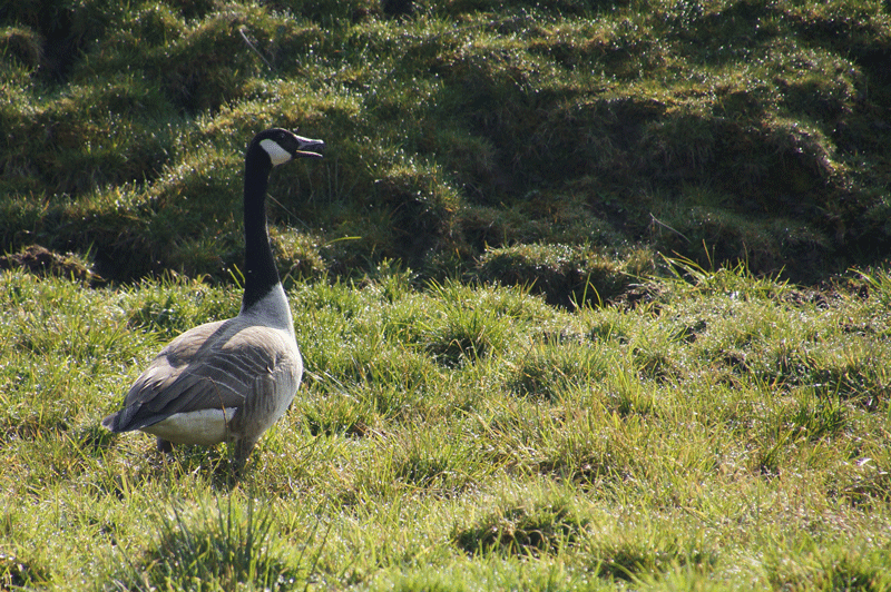 DSC04755.gif