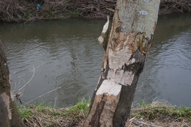 DSC03924.gif