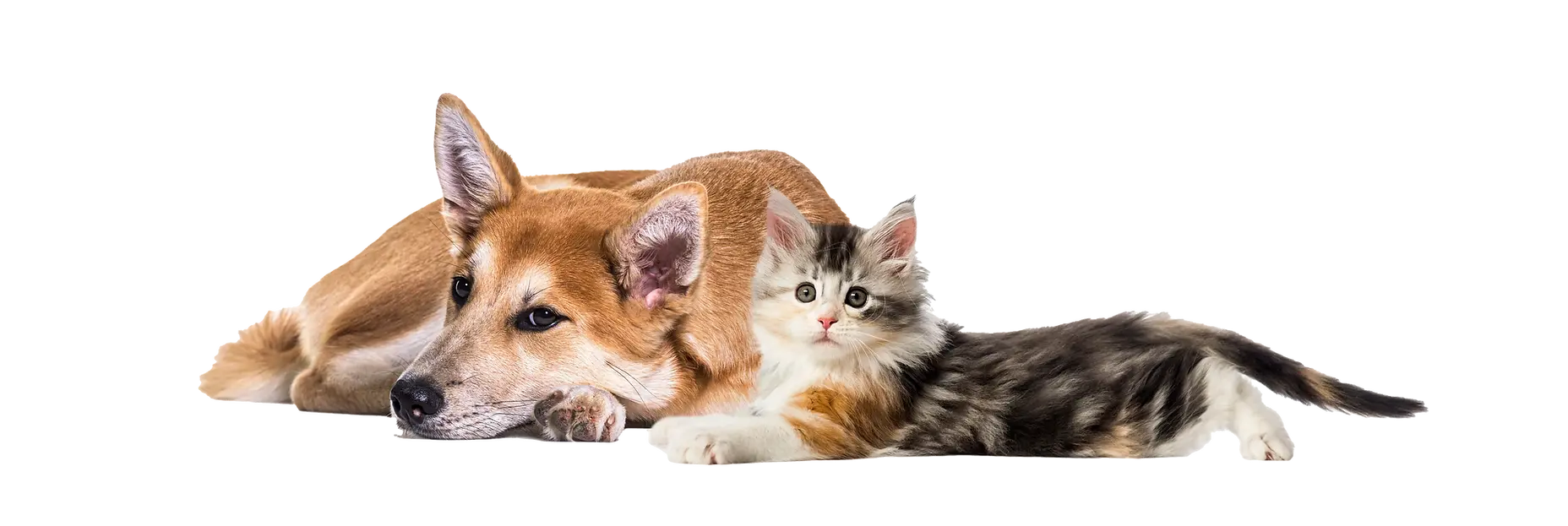 crossbreed-dog-and-cat-lying-together.webp