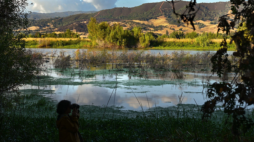 The Surprise Grebe Prize: A Nesting Haven