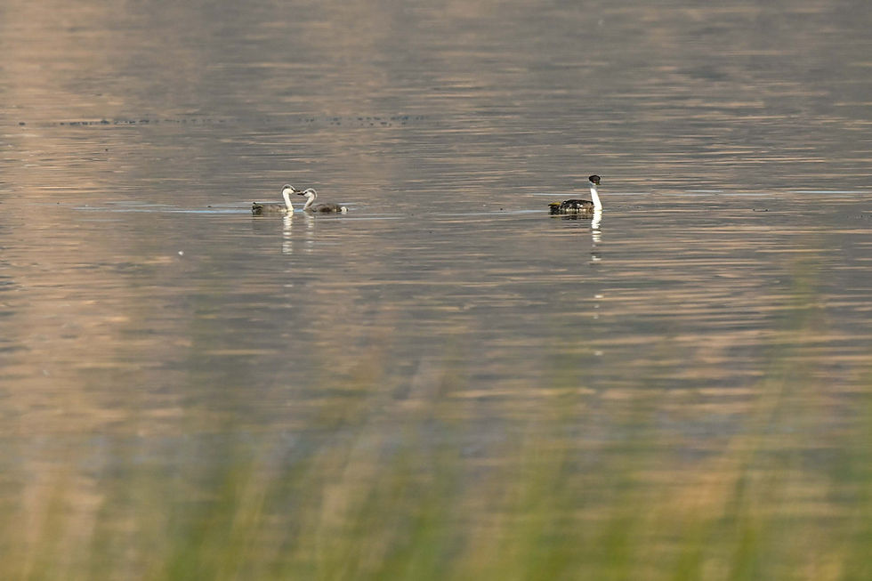 Juvenile grebes on the big waters