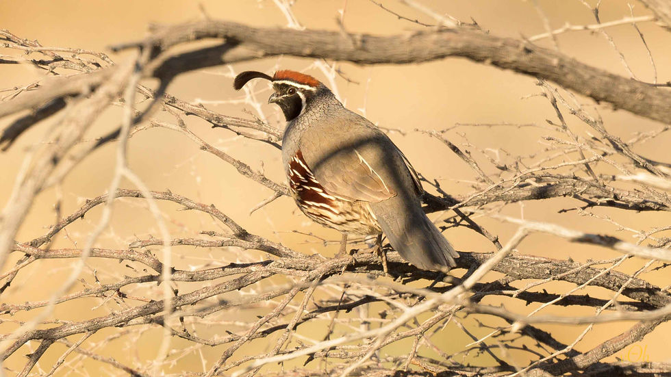 Gambel's Quail