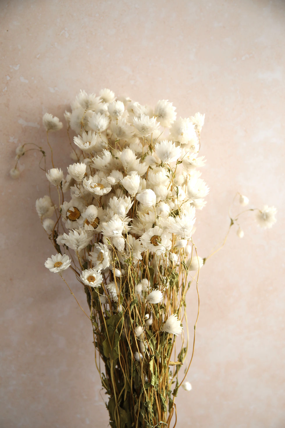 Thumbnail: Paper Daisies (Rhodante)