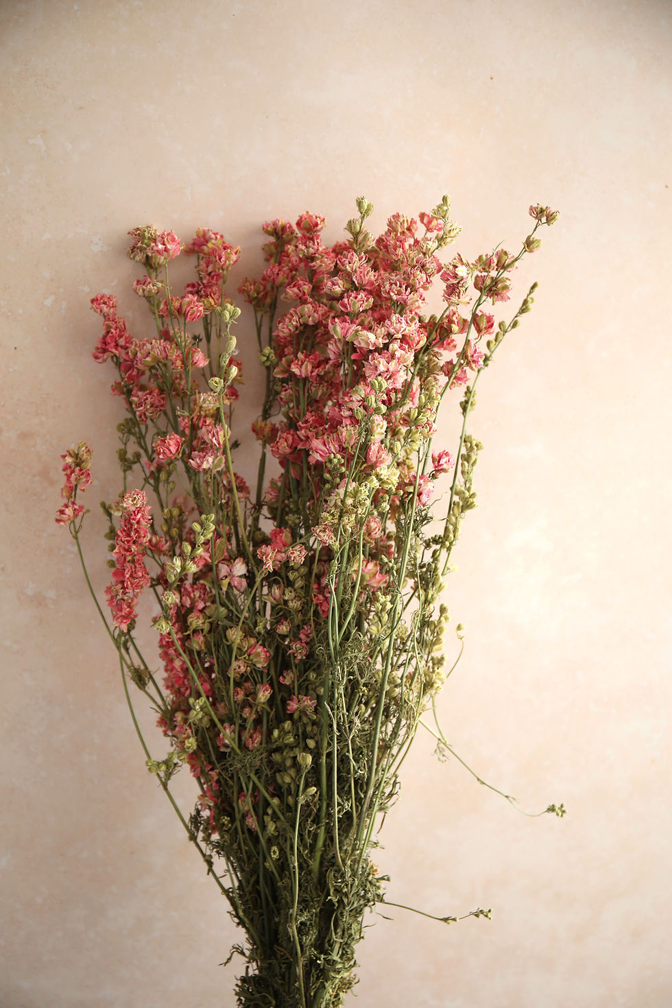Thumbnail: Pink Larkspur