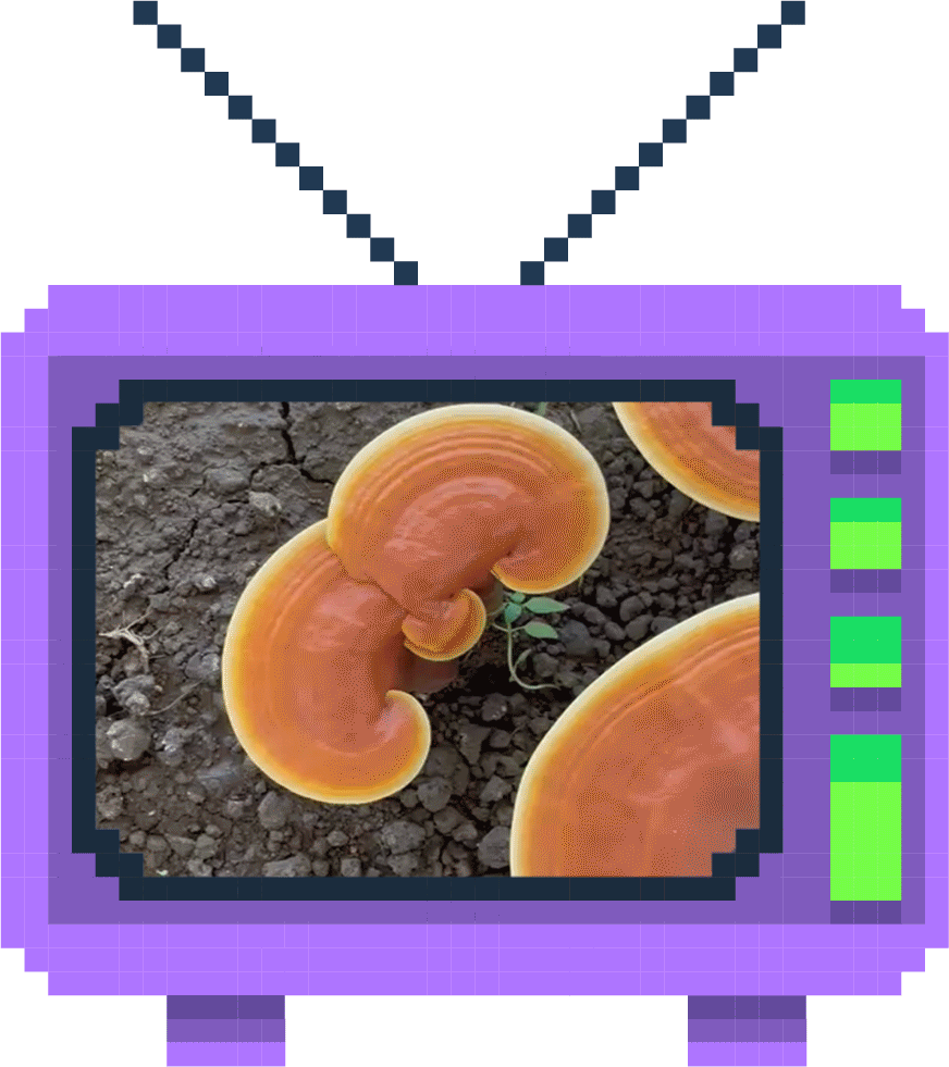 tv-reishi.gif