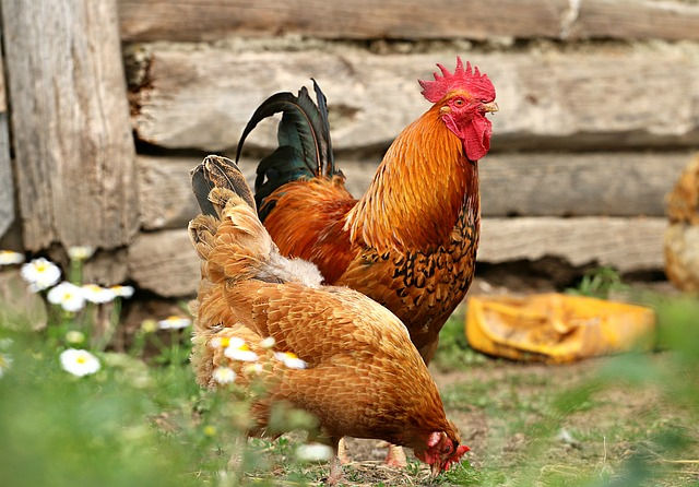 cock-1508585_640